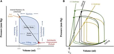 Frontiers | Cardiac Mechanics And Reverse Remodelling Under Mechanical ...